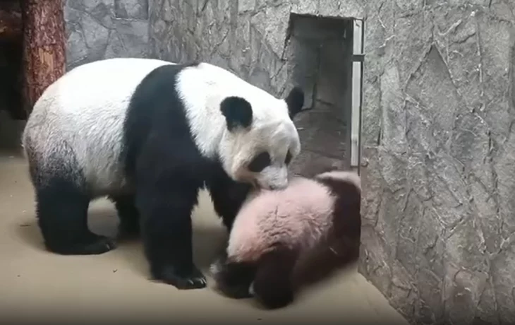 «Занесли»: Диндин потеряла терпение и приволокла Катюшу в вольер «Занесли»: Диндин потеряла терпение и приволокла Катюшу в вольер