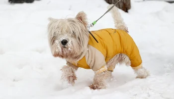 Метеоролог Позднякова рассказала, выпадет ли снег в апреле в Москве
