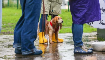 Дождь с грозой и сильным ветром ожидается в Москве 9 июля