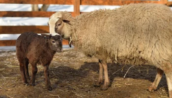 Три ягненка породы уэссан родились в Московском зоопарке