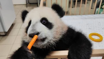 &laquo;Что же задумала&raquo;: Московский зоопарк показал ранний подъем панды Катюши
