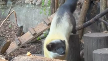 &laquo;Зрительная гимнастика&raquo;: Московский зоопарк показал активные будни харз