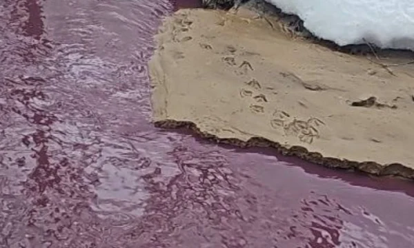 Прокуратура Москвы проверит загрязнение реки Сетуни в районе улицы Верейской Прокуратура Москвы проверит загрязнение реки Сетуни в районе улицы Верейской