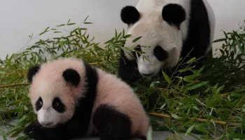 &laquo;Стойка почти как у мамы&raquo;: Московский зоопарк показал ужин Катюши и Диндин