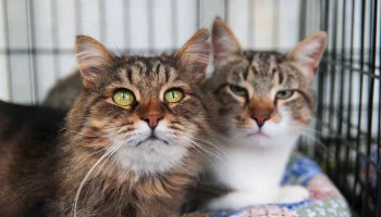 Выставка домашних животных &laquo;ЗооПалитра&raquo; пройдет в Москве