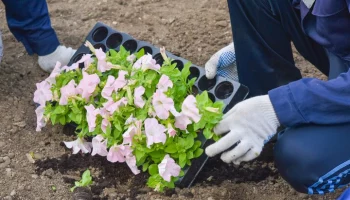 Городские цветники подготовили к весенне-летнему сезону в Москве