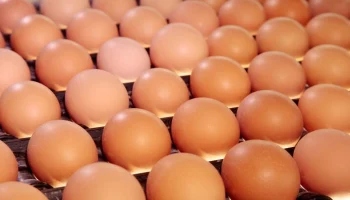 Эксперт Анфиногенов: приостановка поставок яиц "Волжанин" не вызовет сильного роста цен