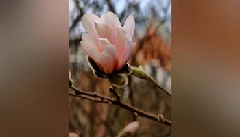 Первые магнолии расцвели в "Аптекарском огороде"