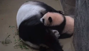 &laquo;Заманила&raquo;: Московский зоопарк показал хитрый план мамы панды Катюши&nbsp;