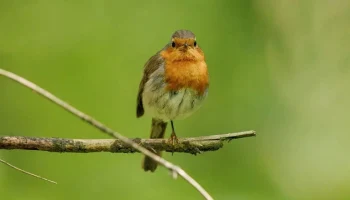 Перелетные птицы начали возвращаться на зеленые территории Москвы