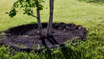 Собянин утвердил планы озеленения Москвы на 2024 год