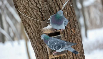 Численность голубей в Москве выросла в 40-50 раз за 70 лет Численность голубей в Москве выросла в 40-50 раз за 70 лет
