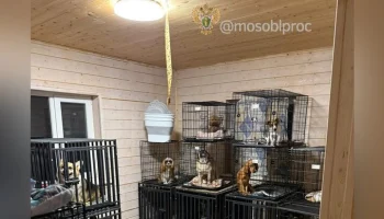 Уголовное дело о зоогостинице в Чехове передано в МВД