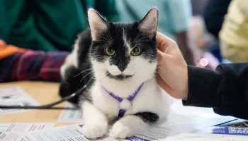 Сервис &laquo;Моспитомец&raquo; помог десяткам кошек и собак обрести новый дом