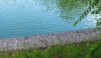 Реабилитация Малого Чертановского пруда началась на юге Москвы