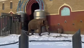 &laquo;Еще не весна&raquo;: Московский зоопарк показал кадры с прогулки слона Памира