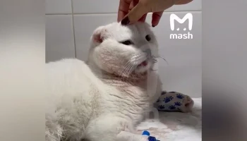 Жительница Подмосковья выбросила кота из окна четвертого этажа