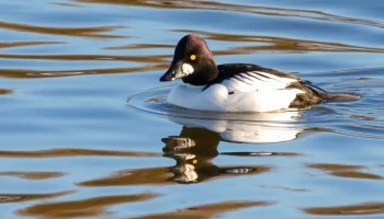 Москвичам рассказали о зимующих в городе водоплавающих птицах