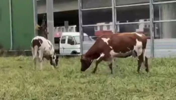 Двух пасущихся коров заметили у станции метро &laquo;Рассказовка&raquo;