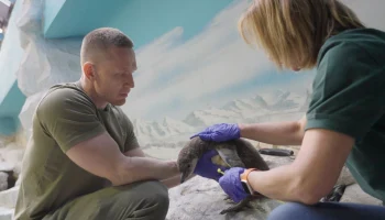 Пингвинята весят 55 граммов: как работники зоопарка придумывают имена новорожденным птенцам