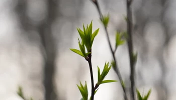 Столичные парки возобновили работу после непогоды
