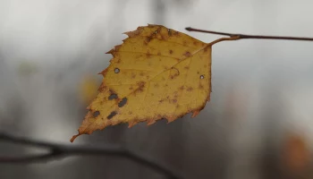 Стало известно, когда первые заморозки могут прийти в Москву