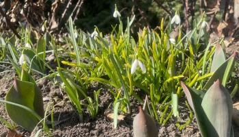 Подснежники распустились в Московском зоопарке