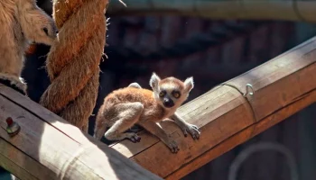 Собянин рассказал о детенышах, родившихся в Московском зоопарке в 2023 году