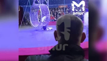 Артист цирка в Находке получил ушибы при падении с высоты &ndash; СМИ