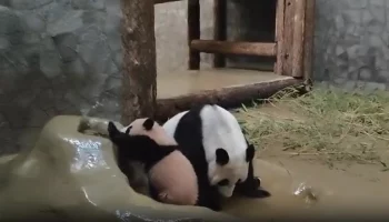 &laquo;Посетители ушли&raquo;: Диндин начала учить Катюшу плескаться в бассейне