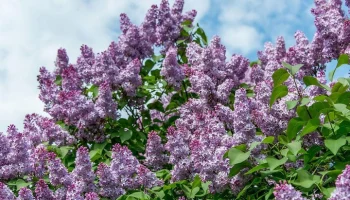 Собянин: в честь 80-летия Победы на юге Москвы появился сквер Воинской славы