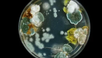 &laquo;Супергрибок&raquo; из Европы: что известно о новой инфекции, которая поражает ягодицы и пах