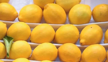 Глава президиума АКОРТ Богданов исключил рост цен на лимоны в России
