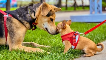 Гостей мероприятия &laquo;Моспитомец х Четвероногий друг&raquo; ждет специальная программа