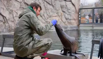 Морской котик Снарк встретил весну в уличном бассейне Московского зоопарка