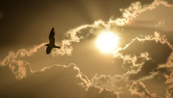 &laquo;Желтый&raquo; уровень из-за высокой пожарной опасности объявили в столичном регионе