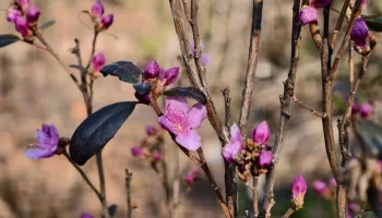 Рододендрон даурский расцвел в "Аптекарском огороде"