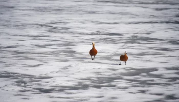 Столичные водохранилища начали наполняться во время половодья