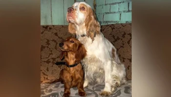 В Пскове уволена чиновница после инцидента с брошенными на трассе собаками