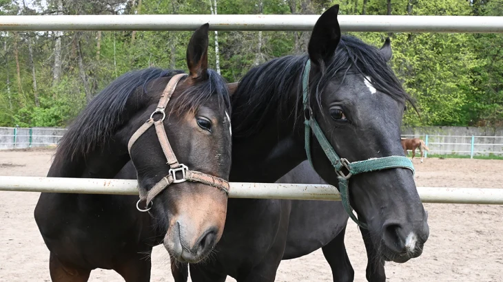 Международная конная выставка «Эквирос» пройдет в Москве с 22 по 24 мая Международная конная выставка «Эквирос» пройдет в Москве с 22 по 24 мая