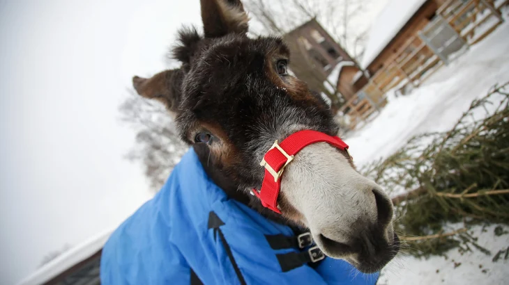 В Московском зоопарке показали будни вернувшегося со СВО ослика Жорика В Московском зоопарке показали будни вернувшегося со СВО ослика Жорика
