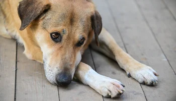 Счастливые истории: как сервис &laquo;Моспитомец&raquo; помогает животным обрести новый дом