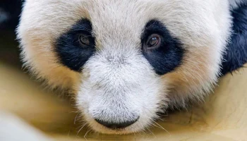 Собянин: Вольерный комплекс для панды Катюши откроется в этом году