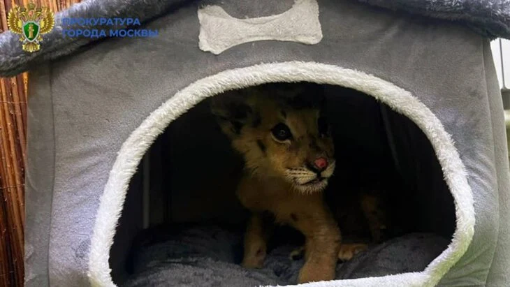 В Москве возбудили дело после обнаружения трехмесячной львицы в открытой продаже В Москве возбудили дело после обнаружения трехмесячной львицы в открытой продаже