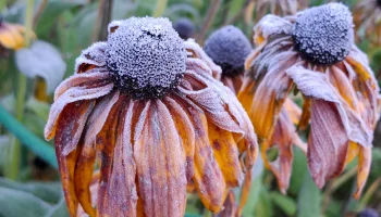 Метеоролог Позднякова: В Москве началось предзимье