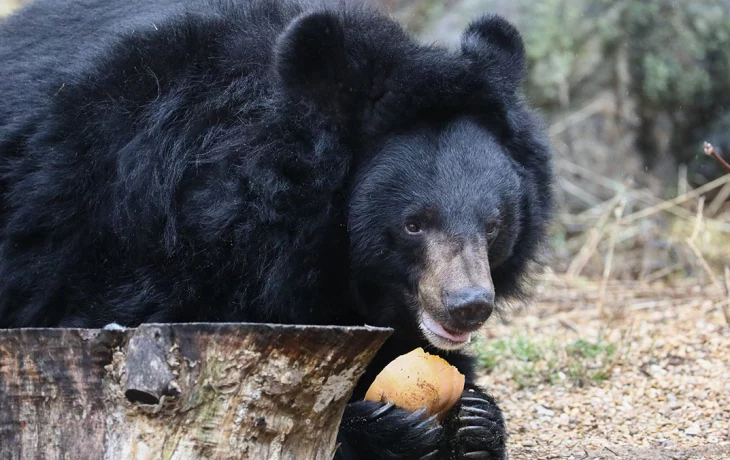 Почти все гималайские медведи ушли в спячку в Московском зоопарке Почти все гималайские медведи ушли в спячку в Московском зоопарке