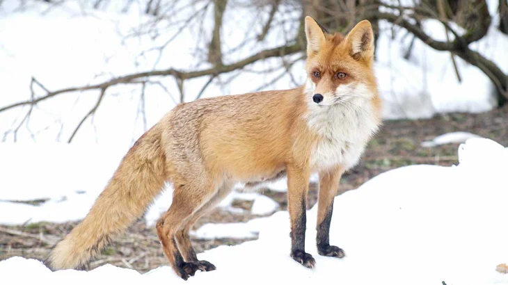 Биолог Фоменко рассказала, почему на улицах Москвы все чаще появляются лисы Биолог Фоменко рассказала, почему на улицах Москвы все чаще появляются лисы