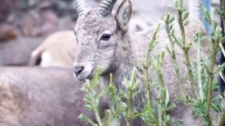 Более 2 тыс нераспроданных елок подарили животным в Московском зоопарке Более 2 тыс нераспроданных елок подарили животным в Московском зоопарке