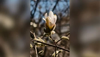 Первые магнолии расцвели в "Аптекарском огороде" в Москве