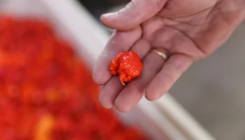 Житель Волгоградской области съел самый острый в мире перец и умер